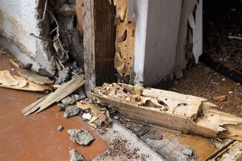 Termite Damage | How to Fix Damage From Termites | TN